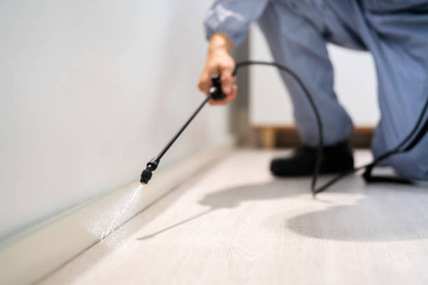 Licensed Ant Control service in Claypool, AZ - Show Me Pest Control
